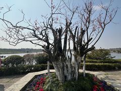 -上海海湾国家森林公园