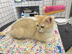 -熊小胖宠物生活馆(天华园店)