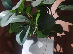 -梵猫·新养生(福州万象城店)