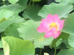 -荷塘月色湿地公园·向阳花洲