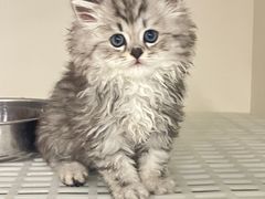 -lincat·猫舍(广州店)