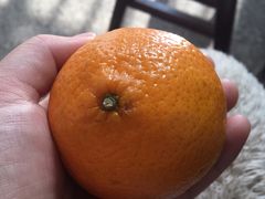 -鲜力达果品批发直销(青山店)