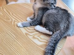 -猫咪派对(江南西店)