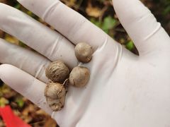 -解家河南菜(商鼎路店)