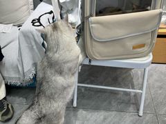-爱洗澡的猫(望京店)