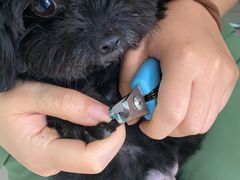 -安安宠医·安宠宠物医院