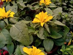 -双季花艺园艺市场(浦东店)