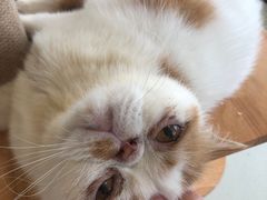 -共舞时光猫咖·狗咖(新街口店)