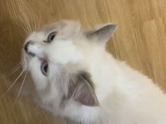 -滚猫咖啡·猫咖·猫友好撸猫(未来城店)