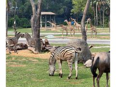 -广州长隆野生动物世界