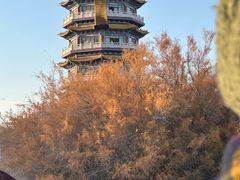 -金塔沙漠胡杨林景区