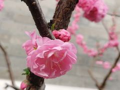 -有喜胶东小馆(太申祥和店)