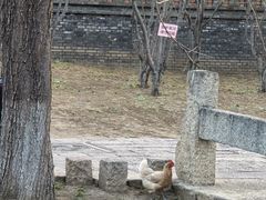 -春风习习