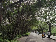 -大湾区中央湿地公园