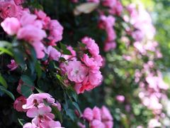 -钦州南路300弄小区