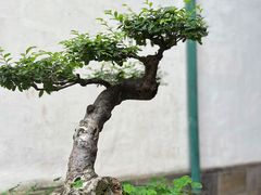 -东山雕花楼