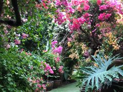 -呀路古热带植物园