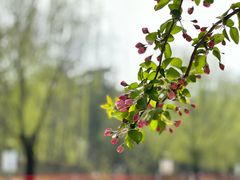 -海棠花溪(元大都城垣遗址公园)