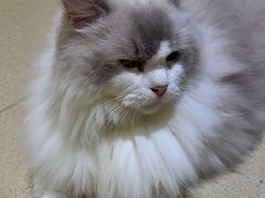 -藏猫猫咖啡主题馆(中央大道店)