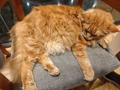 -藏猫猫咖啡主题馆(中央大道店)