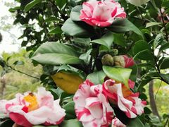 -深圳国际园林花卉博览园