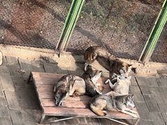 -青藏高原野生动物园