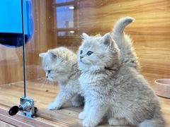 -猫十亿·布偶金渐层·曼基康矮脚猫舍(青年路店)