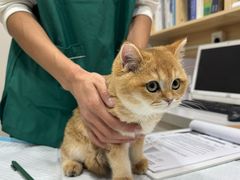 -瑞派宠物医院·犬猫全科·猫友好(宾水西道店)