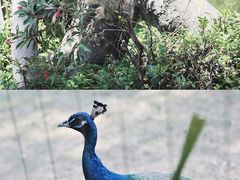 -深圳野生动物园