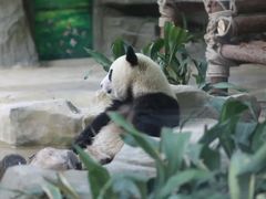 -灵玲国际马戏城