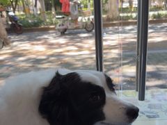 -顺强宠物诊所·狂犬免疫·夜诊·骨科(嘉定店)