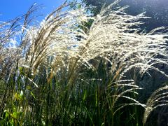 -野鸭湖国家湿地公园