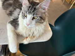 -飞行喵MR PILOT|猫舍·猫咖(静安大融城店)