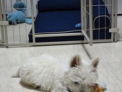 -美联众合爱康动物医院•复杂内科•肿瘤科•牙科•腔镜诊疗中心