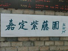 -嘉定紫藤园
