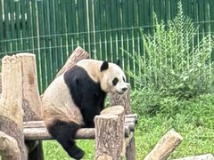 -沈阳森林动物园