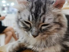-李小姐の猫咖啡馆(五角场店)