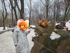 -宫城藏王狐狸村