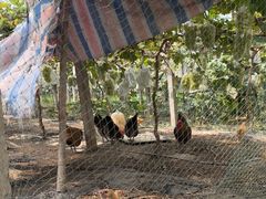 -马陆小张葡萄园农家乐