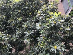 -奈诺甜品·生日蛋糕·下午茶(古城店)