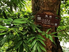 -张坝桂圆林公园