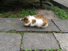 -西安化觉巷清真大寺