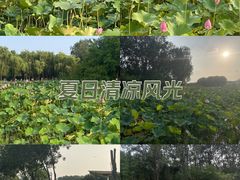 -东郊湿地公园