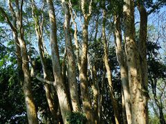 -中国科学院西双版纳热带植物园