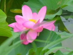 -皇家御河游(紫御湾码头)