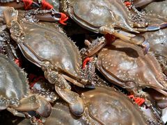 -渔娘渔家丹东海鲜(东直门店)