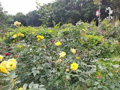 -东莞植物园