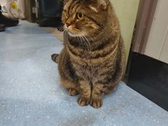 -伟伟宠物医院·瑞派猫友好医院·猫科(光谷店)