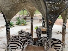 -深圳野生动物园