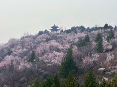-白水寺森林公园